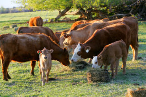 colorado-cattle-ranch