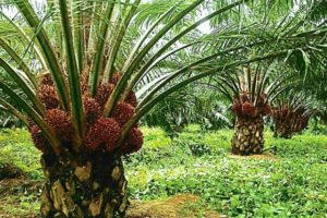 oil-palms-plantation1